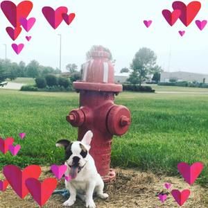 Meet your Posher, Hug